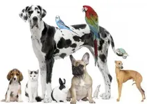 Pet page!