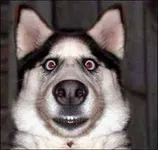 Obsessive dog lovers for life!!!! Obsessive dog lovers for life!!!!