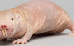 Real Life Pets Real Life Pets