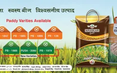 Nirankari Seeds-Best online seed stores in India Nirankari Seeds-Best online seed stores in India