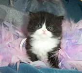 The Cutest cats The Cutest cats