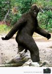Bigfoot Stories Bigfoot Stories