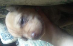 Puppy page of cutenesss Puppy page of cutenesss