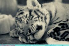 Help save the endangered! Help save the endangered!