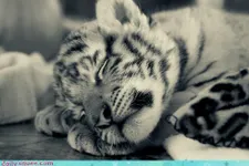 Help save the endangered! Help save the endangered!