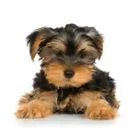 Yorkies are Amazing! Yorkies are Amazing!