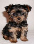 I Love Animals! I Love Animals!