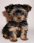 I Love Animals!