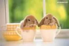 Bunny Page! Bunny Page!