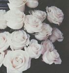 Cute Quotes Cute Quotes
