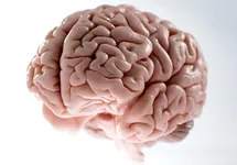 The Brain Teaser The Brain Teaser