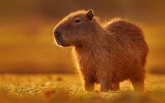Capybara Capybara