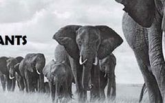 Save the Elephants! Save the Elephants!