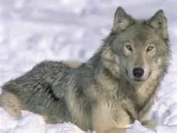 Help save the grey wolves! Help save the grey wolves!