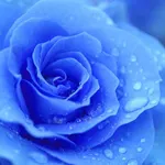 BlueRose BlueRose