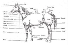 Horse Knowledge Horse Knowledge