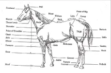 Horse Knowledge Horse Knowledge