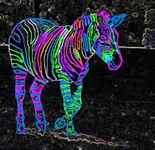 neon zebras (1) neon zebras (1)