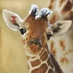 the giraffe page! the giraffe page!