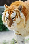 animal page animal page