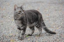 Warrior Cats Character and Name Review Warrior Cats Character and Name Review