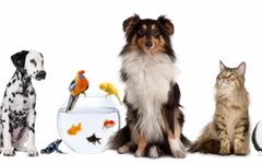Pets! Pets!