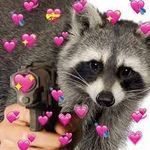 Raccoons & Foxes ^-^ Raccoons & Foxes ^-^