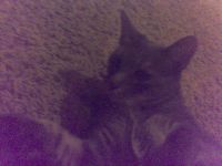 Take a terrible selfie of your pet! Take a terrible selfie of your pet!