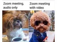 Come here to post dog memes Come here to post dog memes