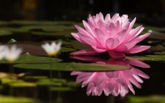 What's Your Favourite Flower? What's Your Favourite Flower?