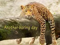 Funny? Leopard? (4) Funny? Leopard? (4)