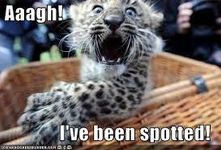 Funny?Leopard? Funny?Leopard?