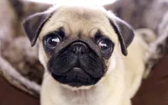 Cutest pug quote? Cutest pug quote?