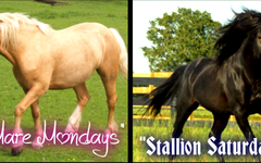 Will you Join my Page "LIVE CLASSES Topic:Horses" and come to a few classes a week? Will you Join my Page "LIVE CLASSES Topic:Horses" and come to a few classes a week?
