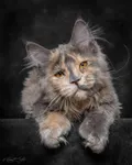 How cute are Maine Coon's?