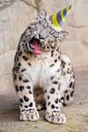 Funny leopard? Funny leopard?