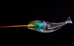 Which creatures do you like more: Narwhals or Unicorns? Which creatures do you like more: Narwhals or Unicorns?