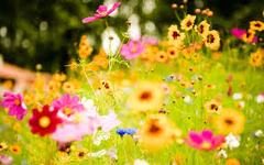 whats your favourite flower! mines a lily! whats your favourite flower! mines a lily!