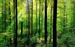 What's your favourite type of tree? What's your favourite type of tree?