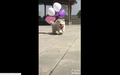 Is this puppy real or not Is this puppy real or not