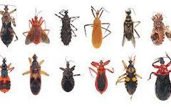 Guess what? An average human accidentally eats 5 pounds of bugs each year!!! Guess what? An average human accidentally eats 5 pounds of bugs each year!!!