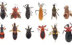 Guess what? An average human accidentally eats 5 pounds of bugs each year!!! Guess what? An average human accidentally eats 5 pounds of bugs each year!!!