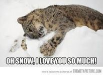 Funny? Leopard? (3) Funny? Leopard? (3)