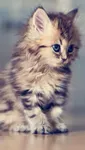 Which Kitty Do You Think Is Cutest? Which Kitty Do You Think Is Cutest?