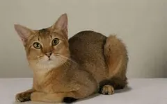 Why are cats better then dogs? Why are cats better then dogs?