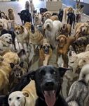 What your favorite dog ? What your favorite dog ?