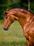 What's your favorite horse coat color? What's your favorite horse coat color?