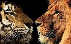 Tiger or Lion Tiger or Lion