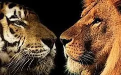 Tiger or Lion Tiger or Lion