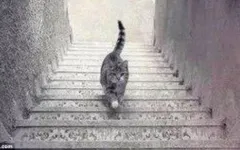 Is this cat walking Upstairs or Downstairs? Is this cat walking Upstairs or Downstairs?